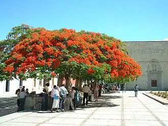 Пойнциана королевская, Delonix regia