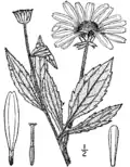 Rudbeckia subtomentosa