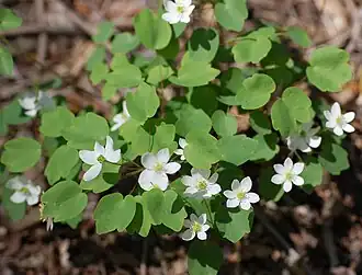 Общий вид группы цветущих растений
