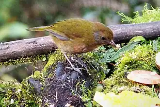 Рыжезатылочный свистун14 декабря 2020