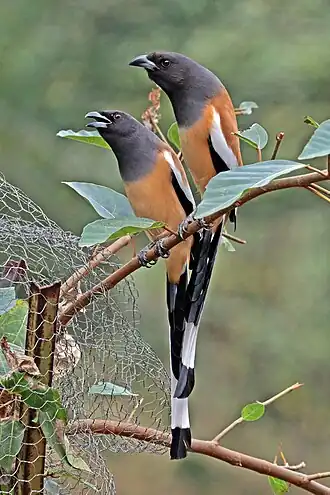 Индийская древесная сорока