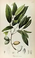 Myristica iners