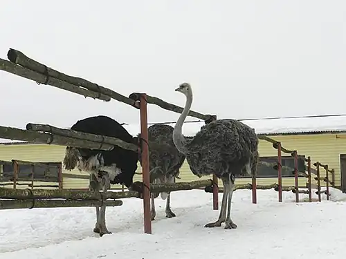 Страусиная ферма в Московской области
