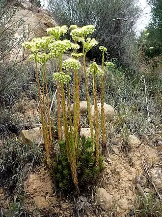 Скальноочиток очитковидный (P. sediforme)