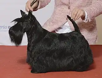 Шотландский терьер