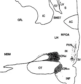 Фронтальный срез гипоталамуса. Супраоптическое ядро обозначено тёмно-серым. Точками отмечены нейроны, синтезирующие вазопрессин