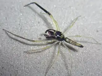 Самец Orthrus sp. (Малайзия)