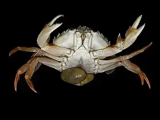 Экстерны (коричневые шишки) двух зрелых самок Sacculina на самце Liocarcinus holsatus (Portunidae)