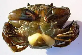 Краб Carcinus maenas, заражённый саккулиной