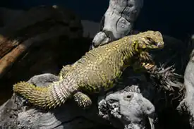 Uromastyx geyri обитает в Сахаре