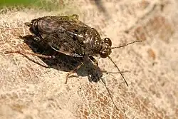 Saldula orthochila