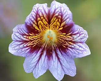 Цветок крупным планом