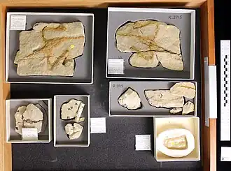 Элементы голотипа