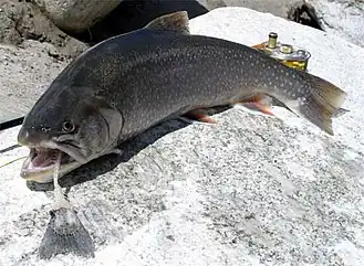 Арктический голец