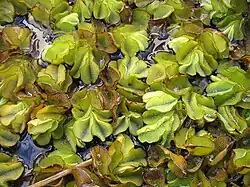 Заросли сальвинии вредной