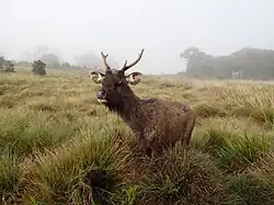 Индийский замбар