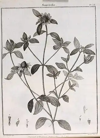 Санвиталия лежачая, общий вид растения, а также его отдельные органы. Ботаническая иллюстрация из протолога рода Sanvitalia — статьи Ламарка Sur le nouveau genre Sanvitalia (1792)