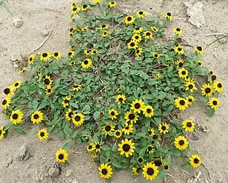 Цветущая санвиталия лежачая