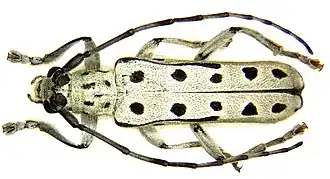 Скрипун продырявленный (Saperda perforata)