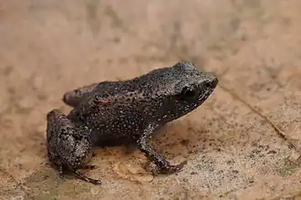 Adelophryne mucronatus