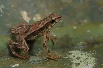 Бромелиевый арлекин