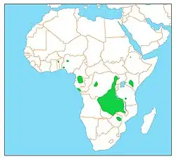 Африканский пушистый погоныш22 апреля 2022
