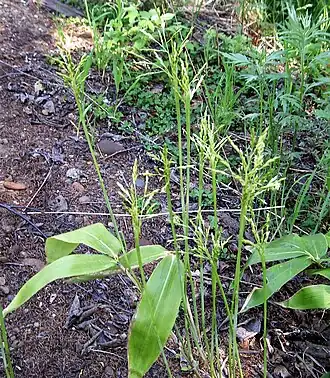 Соцветия сазы курильской