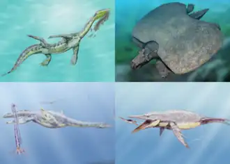 Сверху: Henodus chelyops (Placodontia), Ceresiosaurus calcagnii (Nothosauroidea);
Снизу: Aristonectes parvidens, Brachauchenius lucasi (Plesiosauria)