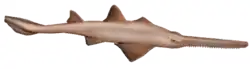 Логотип программы Sawfish
