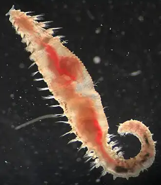 Scalibregma inflatum