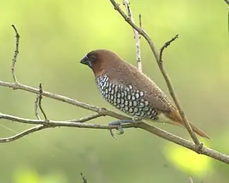 Чешуйчатогрудая амадина