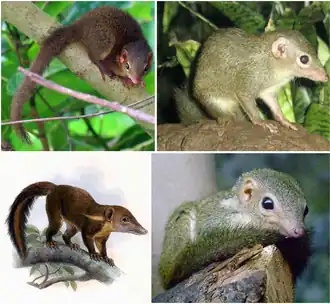 Верхний ряд: яванская тупайя, обыкновенная тупайя; Нижний ряд: Tupaia splendidula, малая тупайя.