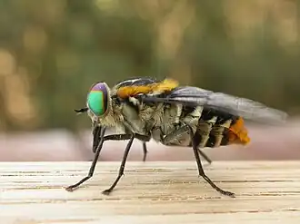 Слепень Scaptia auriflua