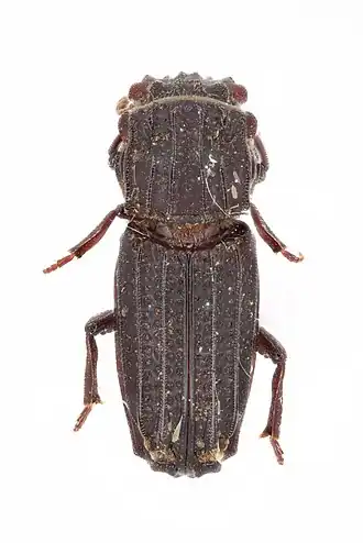 Rhyparus occidentalis