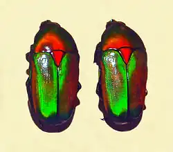 из Демократической Республики Конго