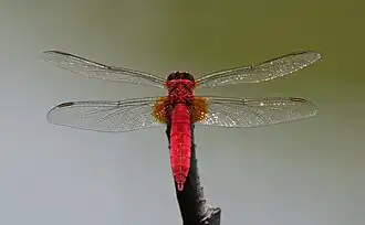 Crocothemis servilia, самец