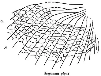 Фрагмент крыла