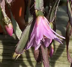 Хатиора розовая