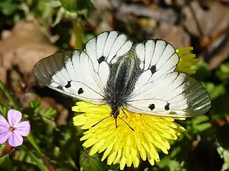 Schwarzer Apollo (Parnassius mnemosyne) 2011-05-07