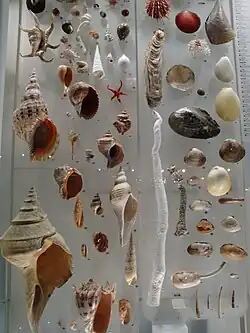 Коллекция раковин.
