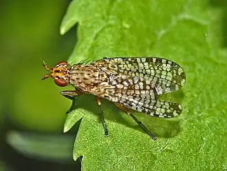 Euthycera chaerophylli