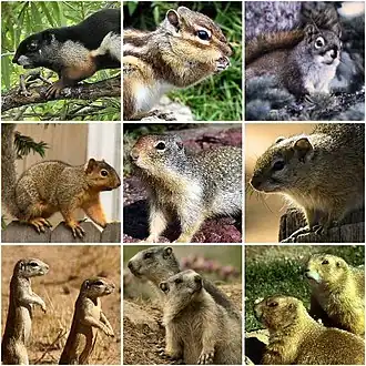 Callosciurus prevostii Eutamias sibiricus Tamiasciurus hudsonicus
Sciurus niger Urocitellus columbianus Paraxerus cepapi
Geosciurus inauris Marmota sp. Cynomys ludovicianus