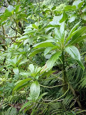 Sclerotheca viridiflora