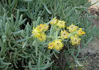 Типовой вид — Scopelogena verruculata