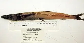 Scopelosaurus lepidus