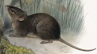 Бурый хомячок Элстона Scotinomys teguina