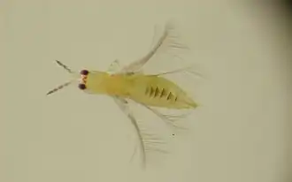 Самка трипса Scirtothrips dorsalis