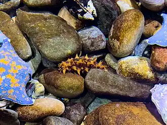 Дальневосточный трепанг