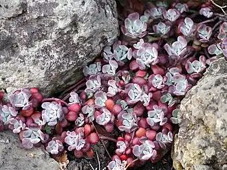 Sedum spathulifolium var. pruinosum