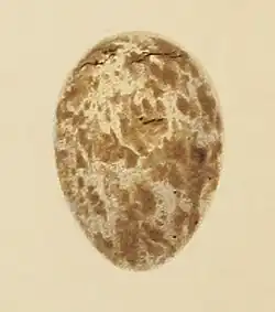 Рисунок яйца садовой славки